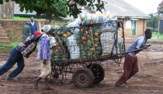 Kenyans moving cartloads of pineapples to market